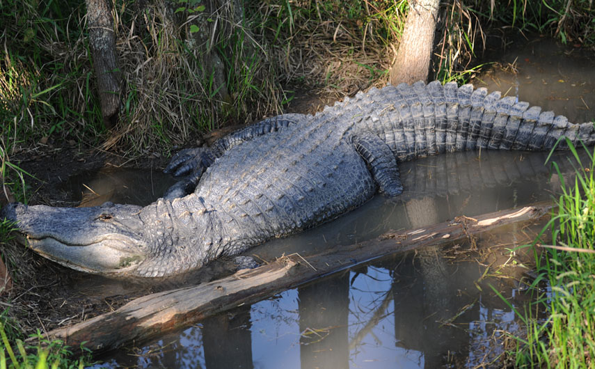 Captain Crunch - Alligator Alley